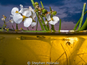 Shot in the same series as the last entry.  Canon G10, du... by Stephen Holinski 